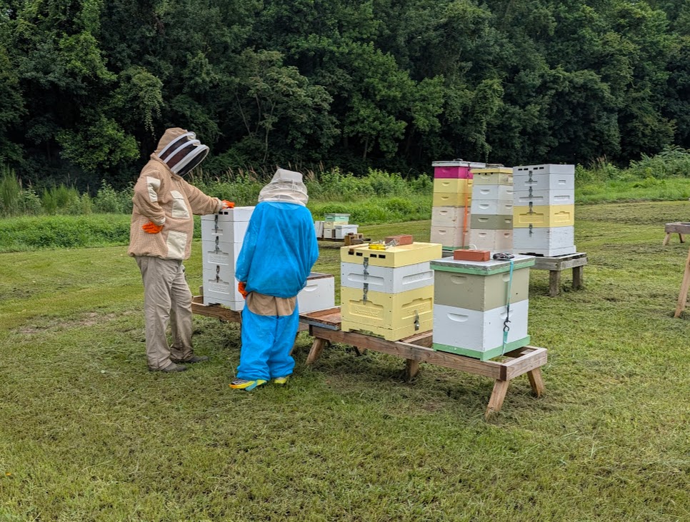 Beekeeping 4