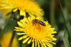 Honeybees on Weeds